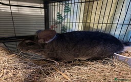 Chinchilla rodents for sale: 2 bonded male chinchillas - Image 17