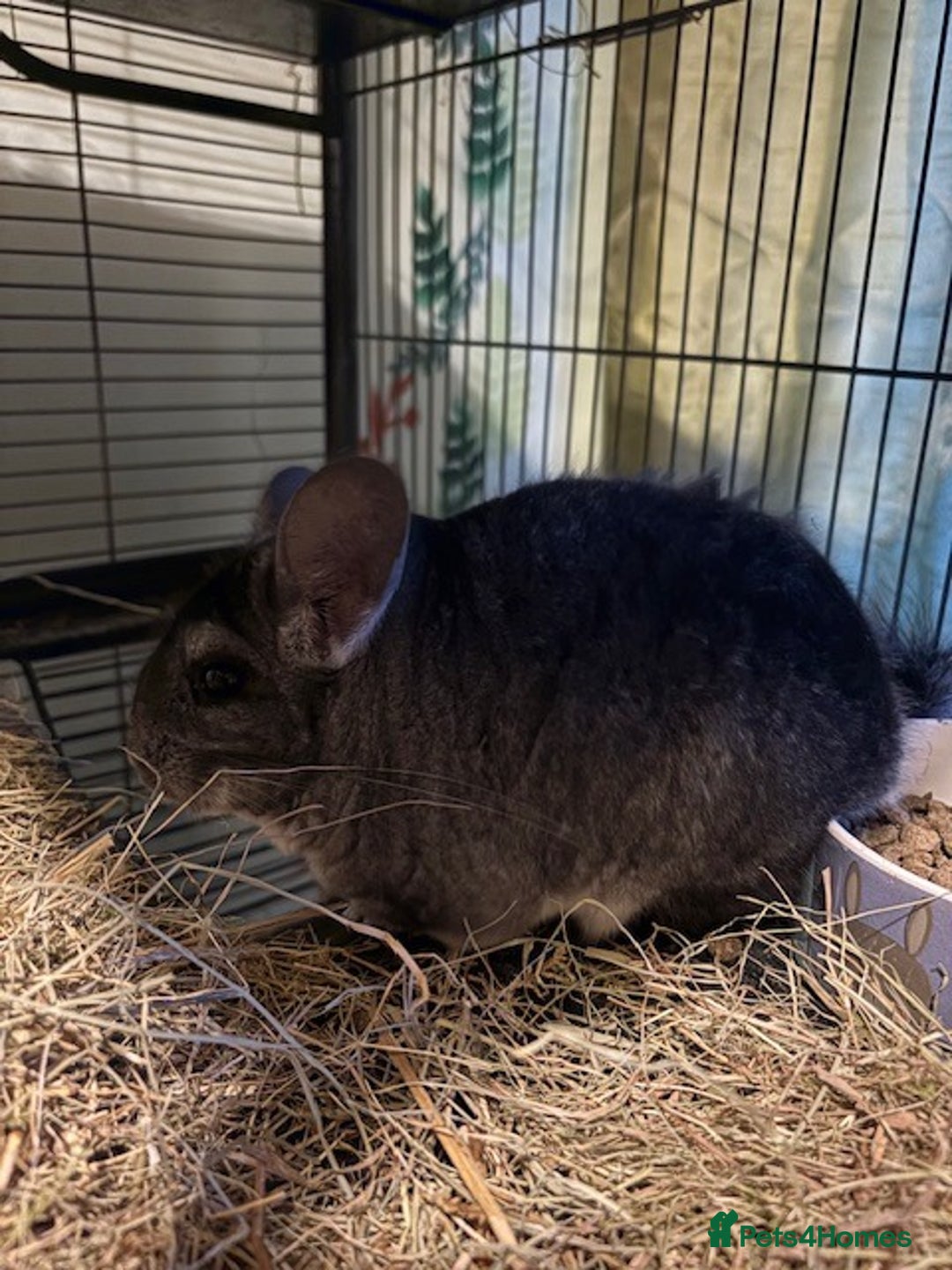 Chinchilla rodents for sale: 2 bonded male chinchillas - Image 17