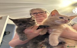 Maine Coon cats for sale: Mainecoon x British shorthair  - Image 3