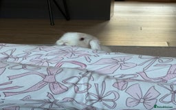Mini Lop rabbits for sale: Mini lop buck - Image 4
