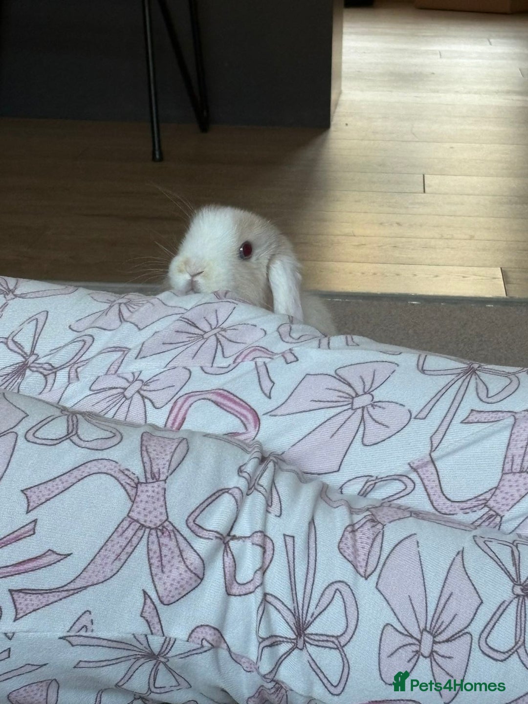 Mini Lop rabbits for sale: Mini lop buck - Image 4