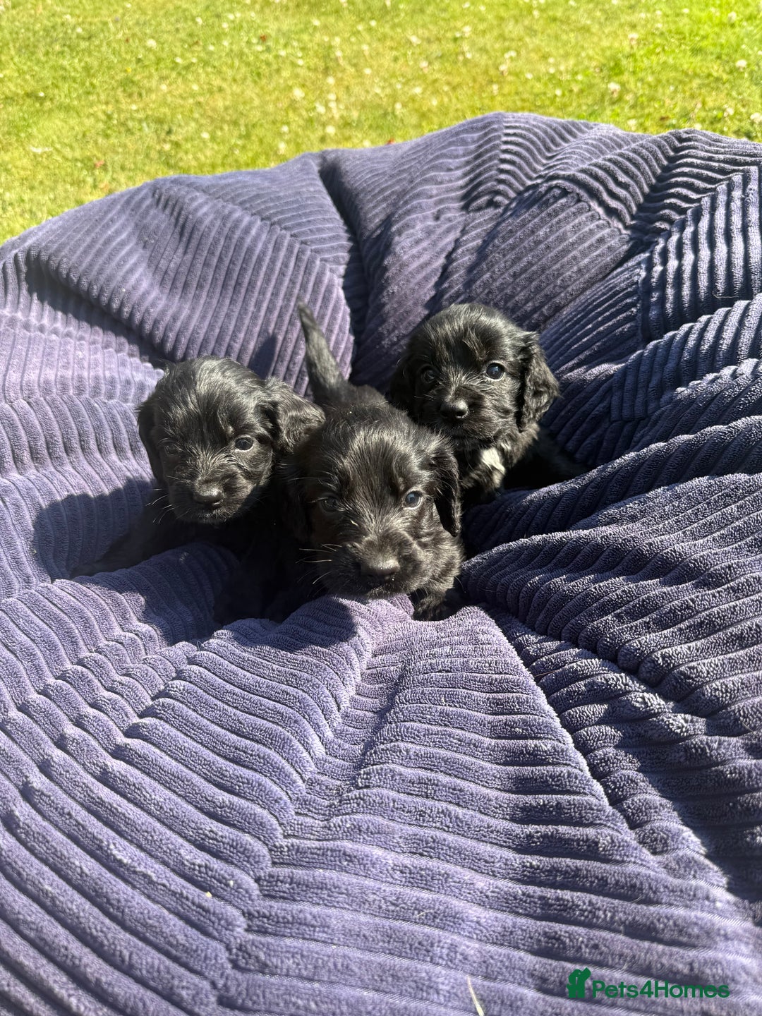 Cockapoo dogs for sale: Cockapoo puppies F1 READY TO LEAVE 🏡🥰 in Leicester - Image 15