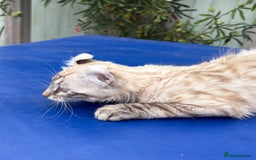 Savannah cats for sale: Breath taking rare girl - Image 4