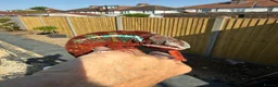 Chameleon reptiles for sale: Ambilobe Panther Chameleon  - Advert 5