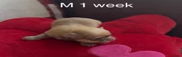 Chihuahua dogs for sale: Chihuahua puppies 🐶  - Advert 24