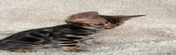 Bengal cats for sale: Bengal Kittens Looking for Loving Homes 🐾  - Advert 37