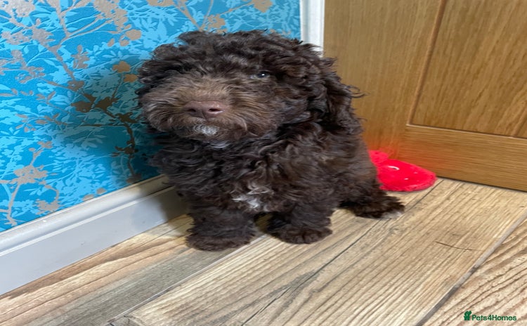 Labradoodle dogs in Chard - Advert 2