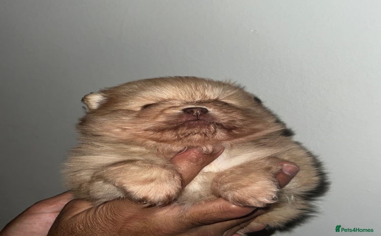 Pomeranian dogs Pomeranian pups chocolate merls 🐶🐶 - Advert 11