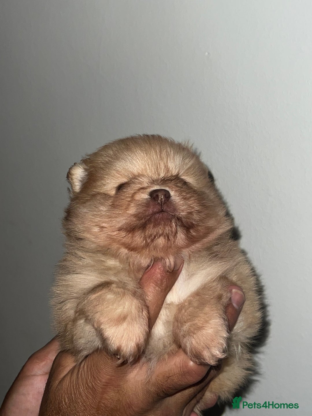 Pomeranian dogs for sale: Pomeranian pups BOY sold GIRL REMAINING 🐶 - Advert 2