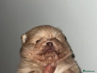 Pomeranian dogs Pomeranian pups chocolate merls 🐶🐶 - Advert 12