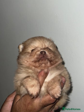 Pomeranian dogs Pomeranian pups chocolate merls 🐶🐶 - Advert 11