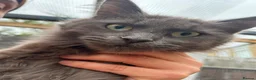 Maine Coon cats for sale: smoke Maine coon kittens - Advert 12