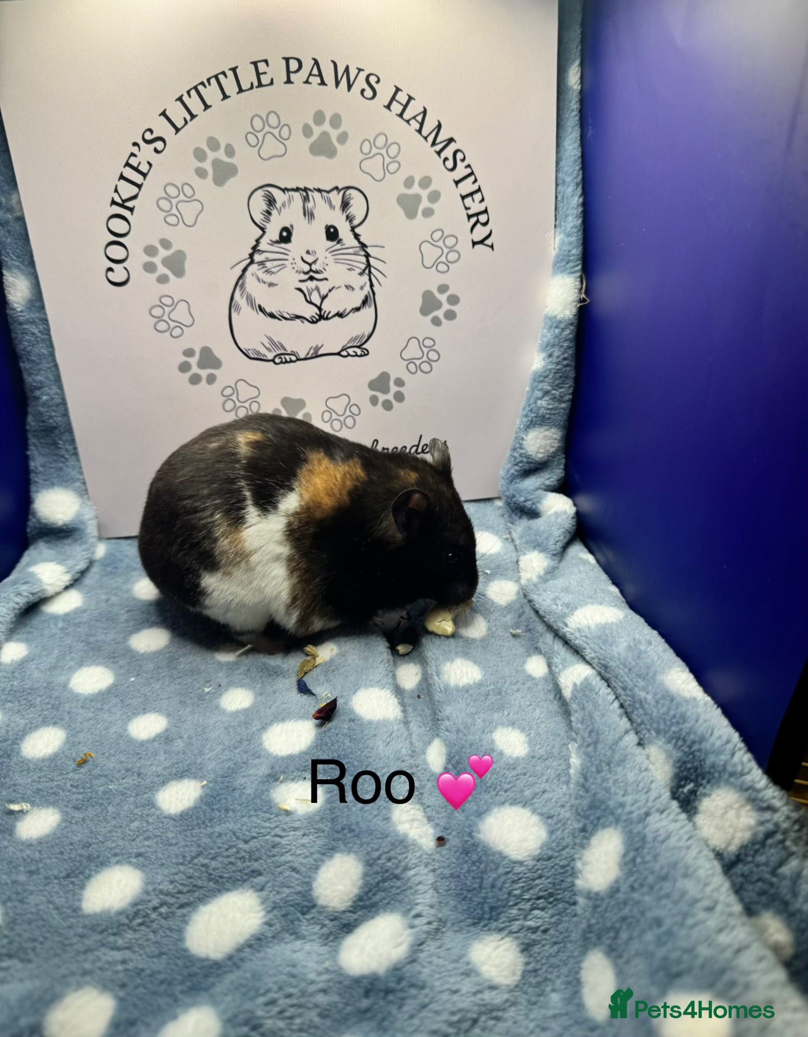 Hamster rodents for sale: Pedigree Syrian hamsters  - Advert 5