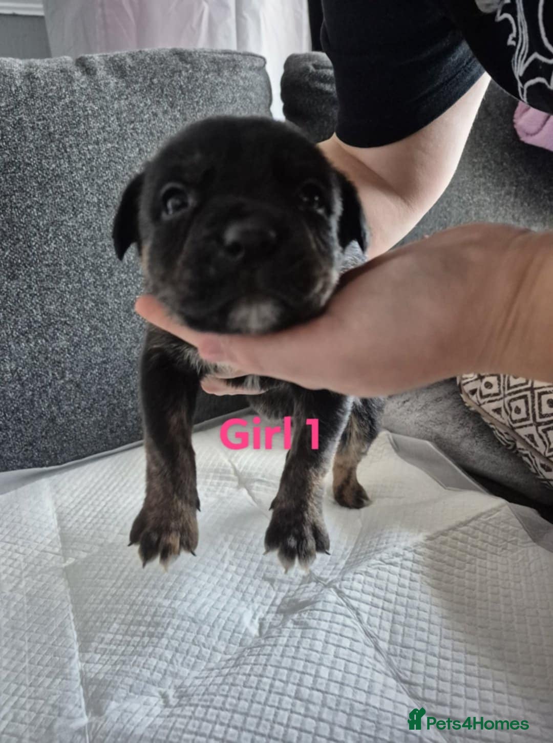 Mixed Breed dogs for sale: Husky X staffy crossed Rottweiler  - Advert 2