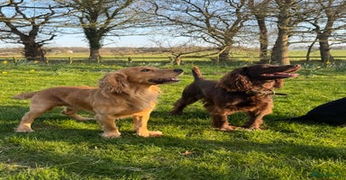 Cocker Spaniel dogs - Advert 16