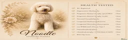 Bernedoodle dogs for sale: Health Tested F1 Standard Bernedoodle 🐾✨ - Advert 3