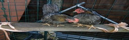 Chickens poultry for sale: 2 handsome serama Cockerells - Advert 2