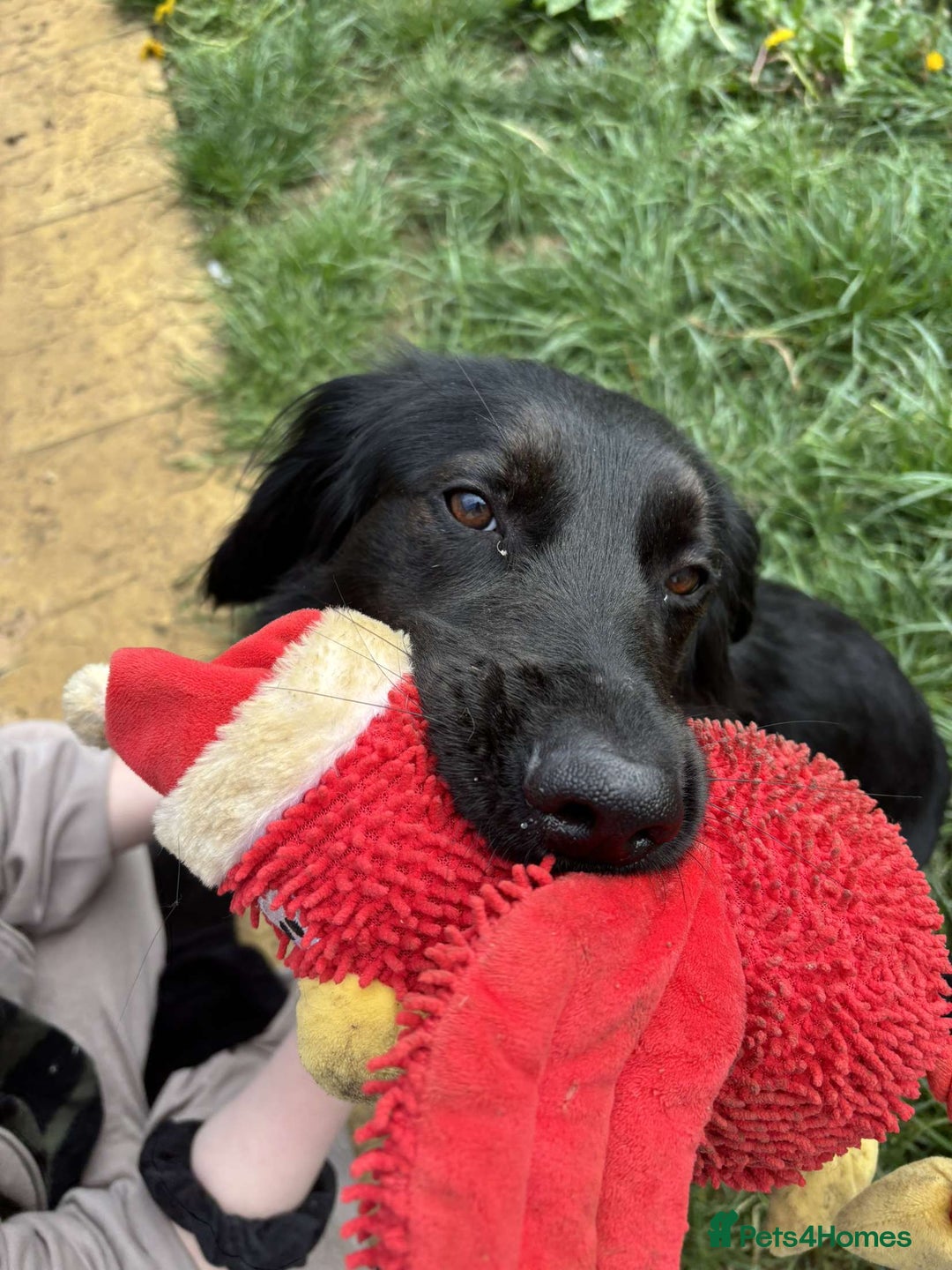 Mixed Breed dogs for sale: Cocker spaniel x German shepherd  - Image 4