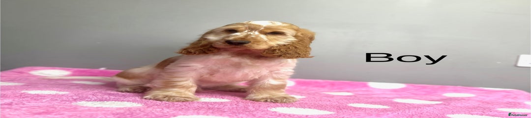 Cocker Spaniel Puppy 1