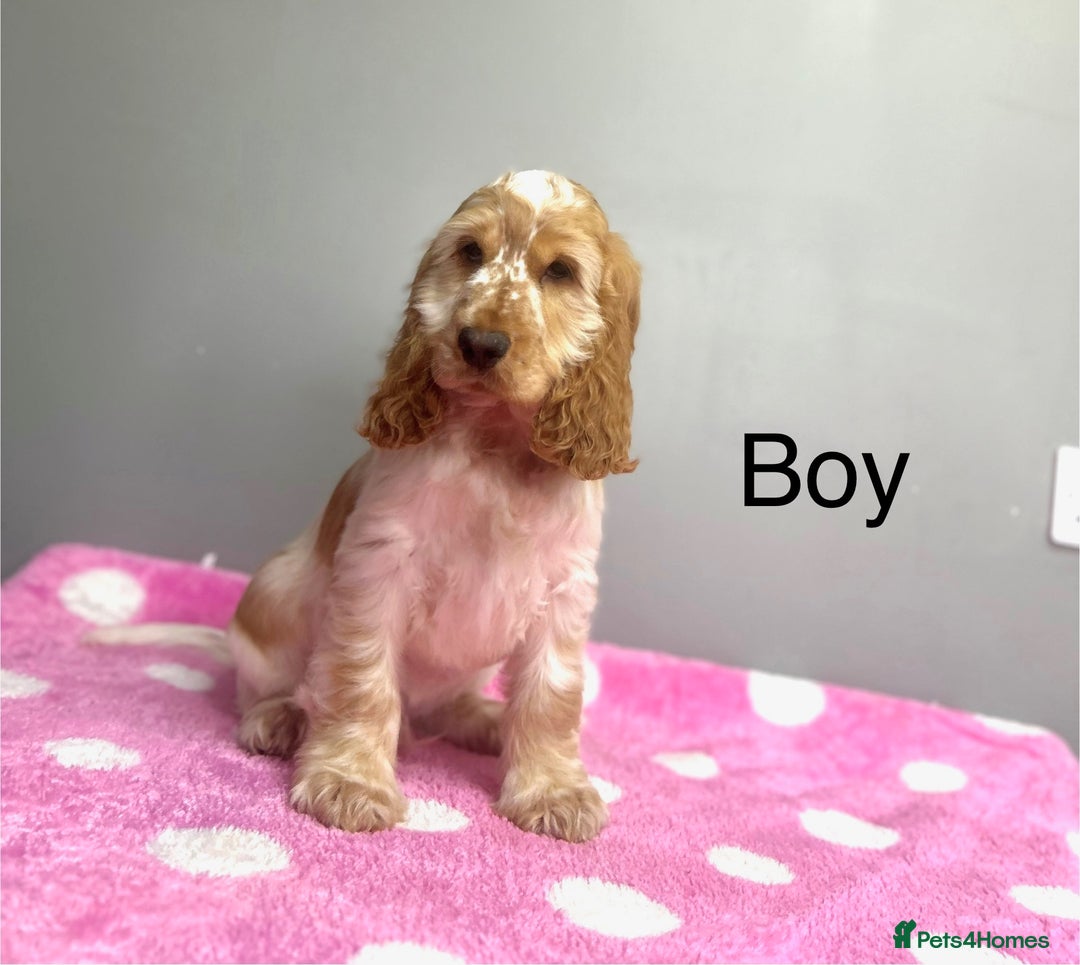 Cocker Spaniel dogs for sale: Lemon roan cocker spaniel boy  - Advert 2