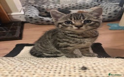 Mixed Breed cats for sale: 4 beautiful kittens  - Image 13