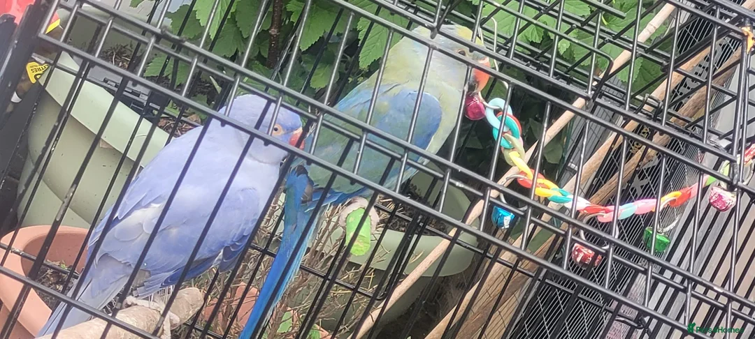 Budgerigars birds for sale: Violet and turquoise beautiful birds  - Advert 4