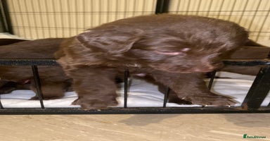 Mixed Breed dogs Beautiful Family-Raised Sheprador Puppies - Advert 7