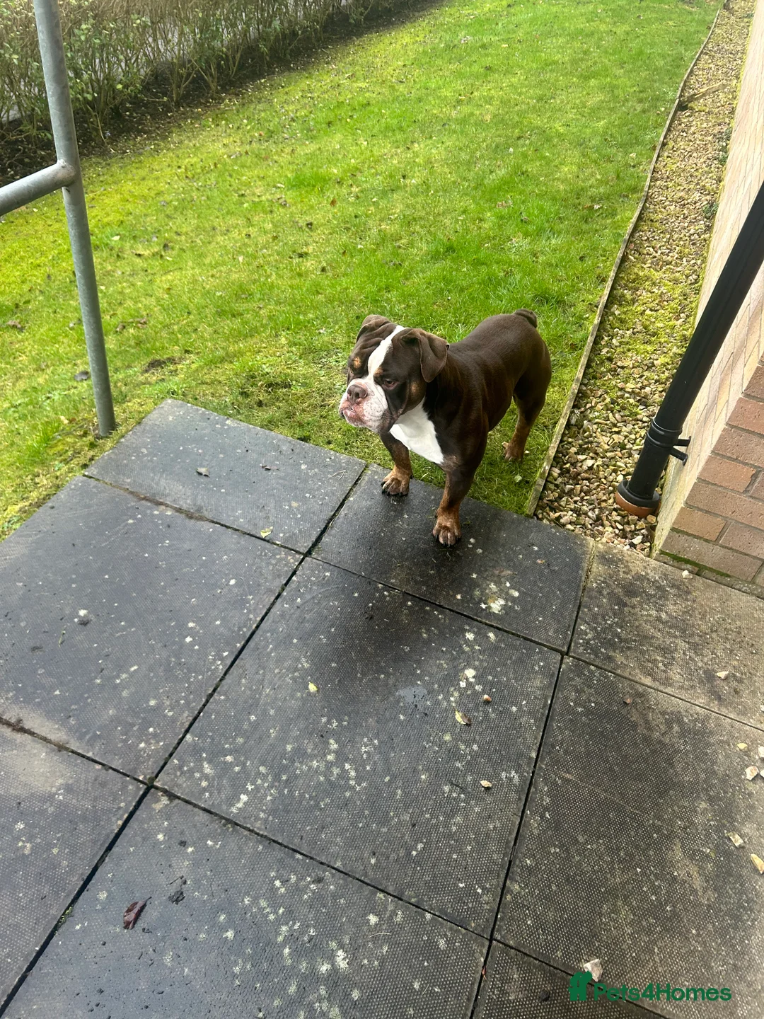 English Bulldog dogs for sale: English bulldog  - Advert 6