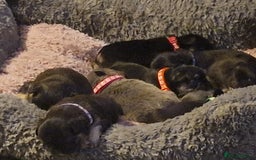 French Bulldog dogs for sale: Fluffy french bulldog puppies - Image 25