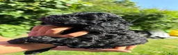 Cockapoo dogs for sale: Cockapoo puppies for sale - Advert 33