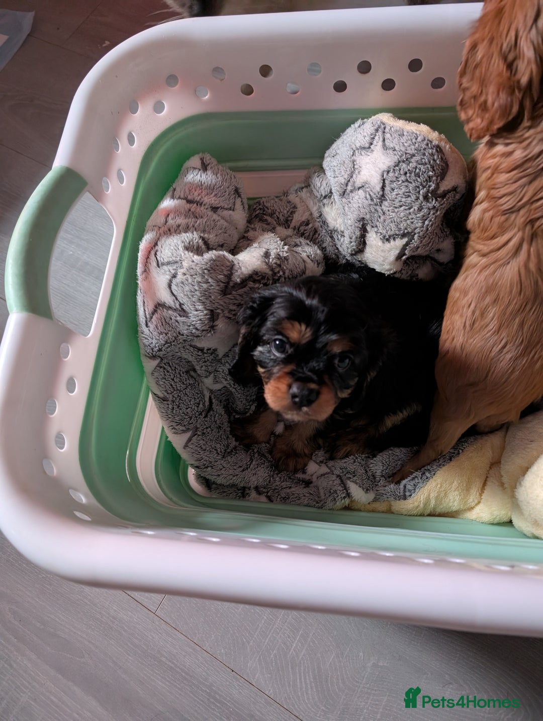 King Charles Spaniel dogs for sale: 2 lovely king Charles cavalier puppies  - Advert 4