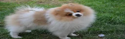 Pomeranian dogs for sale: PACO - Beautiful Pomeranian Boy - Advert 29
