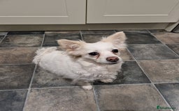 Mixed Breed dogs for sale: New home for Sisi - Image 1