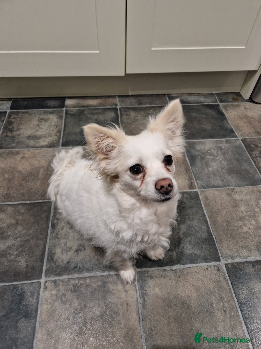 Mixed Breed dogs for sale: New home for Sisi - Image 1