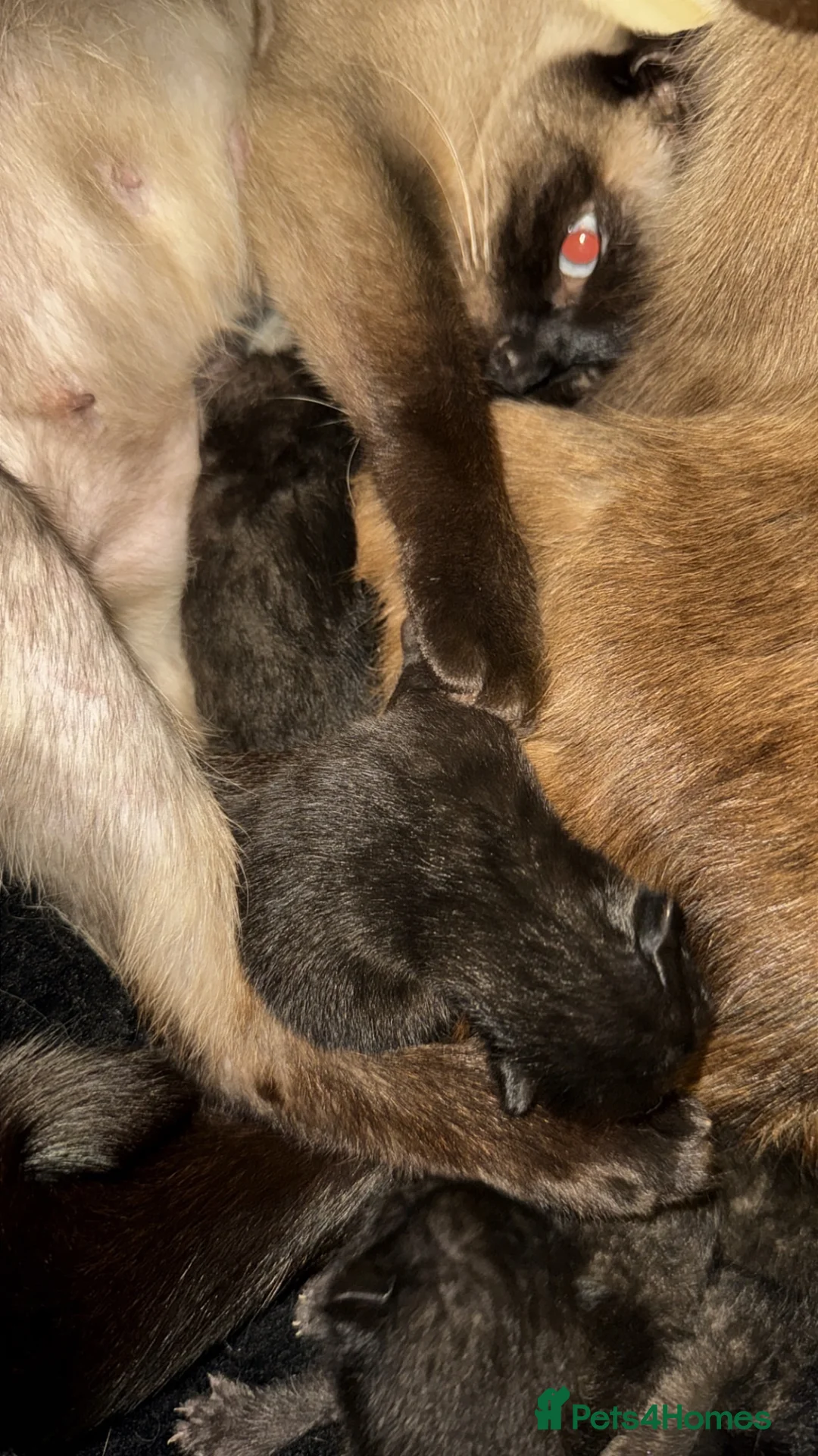 Siamese cats for sale: Beautiful Black 1/2 Siamese x kittens  in Wokingham - Advert 3