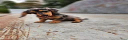 Miniature Dachshund dogs for sale: Long haired silver Dapple Mini Daschund Girl 🩷🩷 - Advert 9