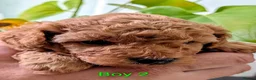 Toy Poodle dogs for sale: Stunning K. C reg Toy Poodle Puppies - Advert 15