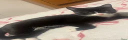 Mixed Breed cats for sale: Kittens  in Torpoint - Advert 1