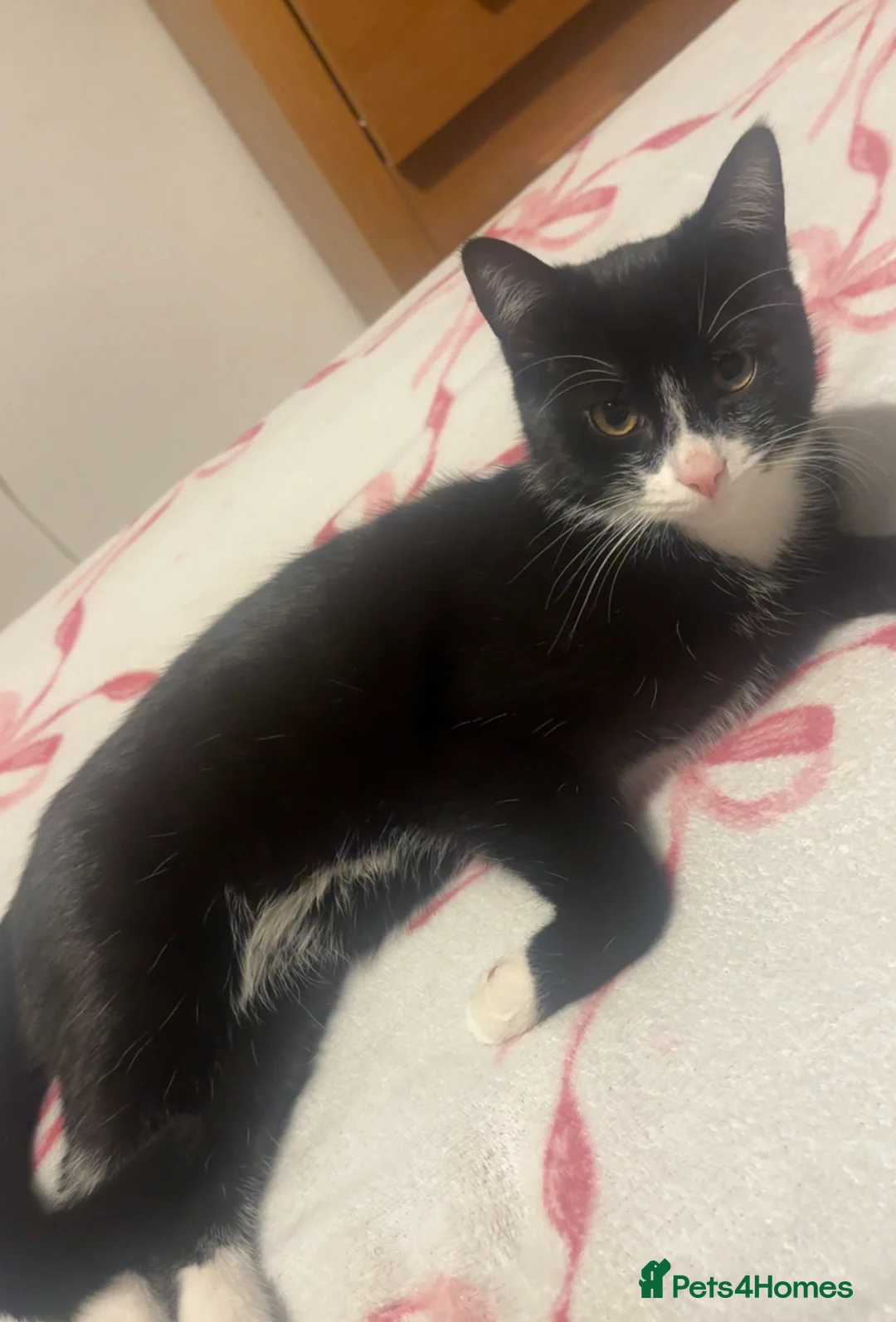 Mixed Breed cats for sale: Kittens  in Torpoint - Advert 1