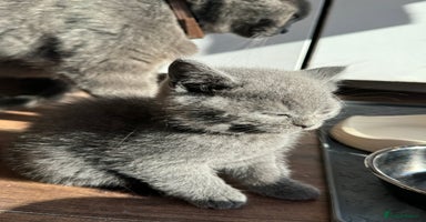 Scottish Fold cats - Advert 16