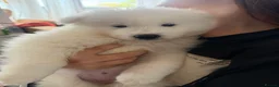 Samoyed dogs for sale: 🐾 Beautiful Samoyed Puppies Available 🐾 - Advert 11
