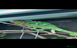 Chameleon reptiles for sale: Nosy Mitsio Panther Chameleon.  - Image 4