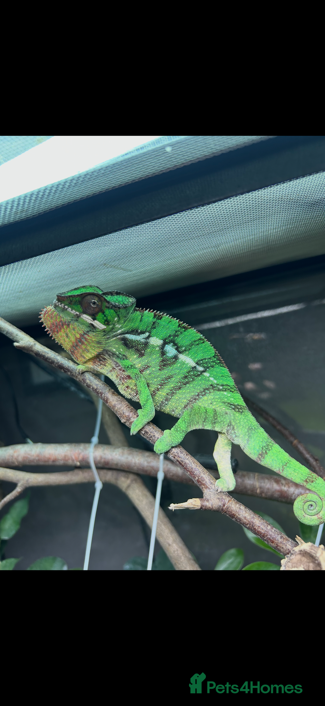 Chameleon reptiles for sale: Nosy Mitsio Panther Chameleon.  - Image 4