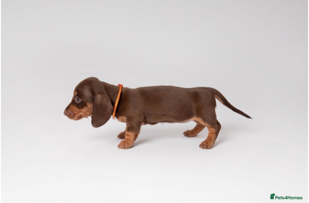Miniature Dachshund dogs for sale: Beautiful miniature dachshunds - Image 9