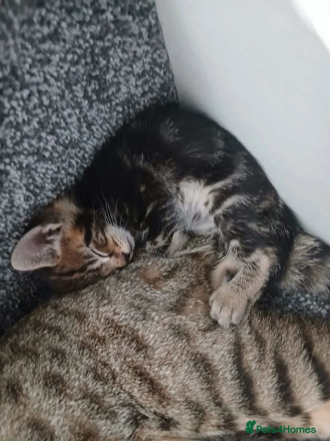 Mixed Breed cats for sale: 4 tabby kittens looking for their forever homes! - Advert 2