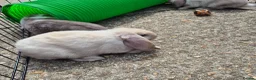 Mini Lop rabbits for sale: Gorgeous mini lop kits ready for new homes - Advert 14