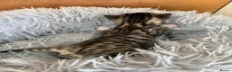 Bengal cats for sale: Beautiful half Bengal kittens - Advert 19