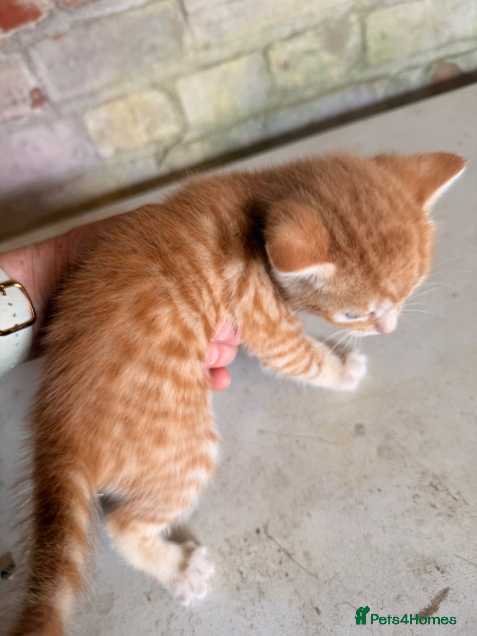Mixed Breed cats for sale: Ginger kittens (part Bengal) - Advert 9