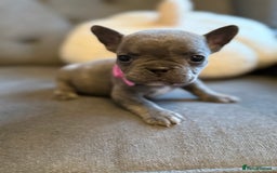 French Bulldog dogs for sale: ✨Stunning Pedigree French Bulldog Puppies✨ - Advert 2
