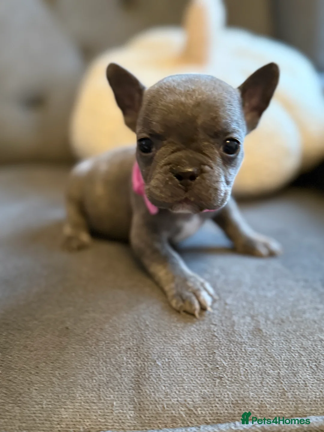 French Bulldog dogs for sale: ✨Stunning Pedigree French Bulldog Puppies✨ - Advert 13